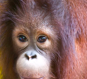 2 Days 1 Night Sepilok Orang Utan/Bilit/Gomantong Caves