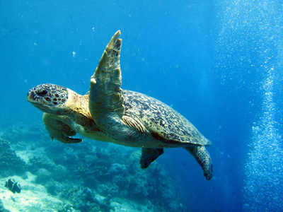 2 Days 1 Night Turtle Island + Sepilok Orang Utan